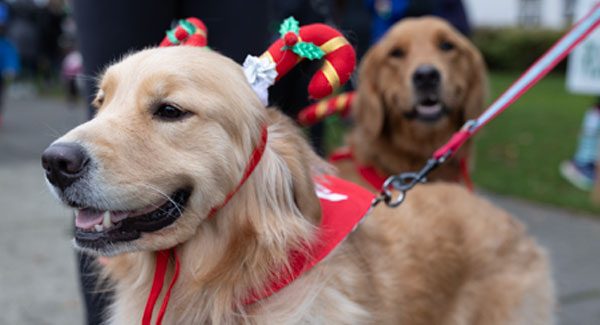 Make Caring for Pets Easier on Your Joints